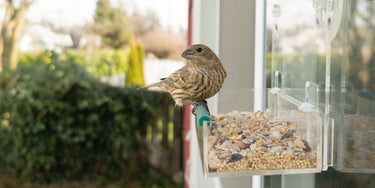 Bird Window Feeders
